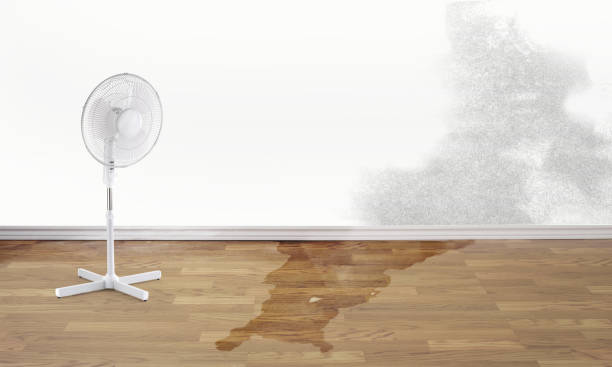 Best Mold removal after water damage  in Hamlin, WV
